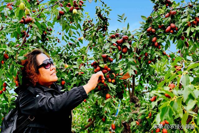 枣树开花结果少、落花落果多？学会这一招，满树大枣压枝头