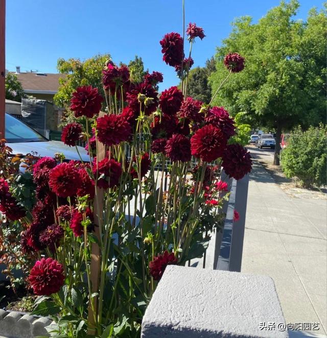 适合农村种的地瓜花，15个品种，花色各异，花期能开150天