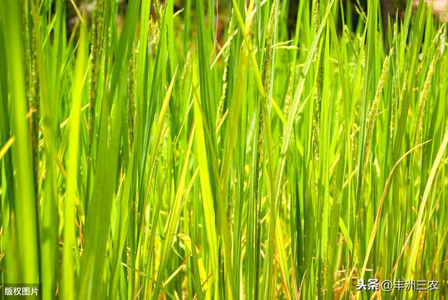 无公害水稻种植技术推广，科学种植是关键，种植致富方法要了解