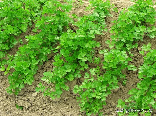 伏天香菜怎么种？关键做好这4步，种出的香菜出苗齐还长的好