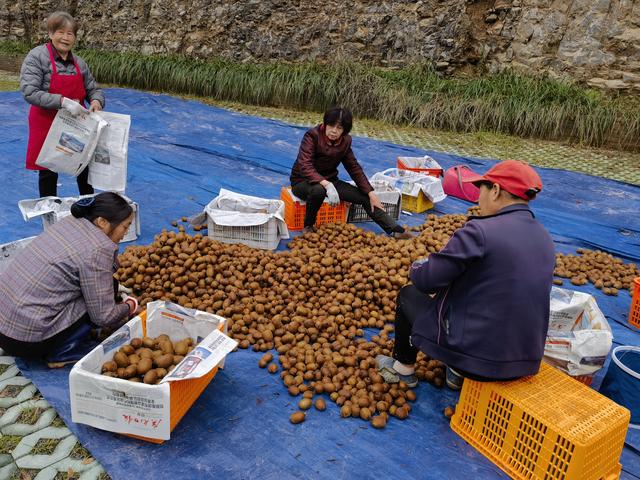 广元朝天区：猕猴桃林下套种中药材 一地两用“双丰收”