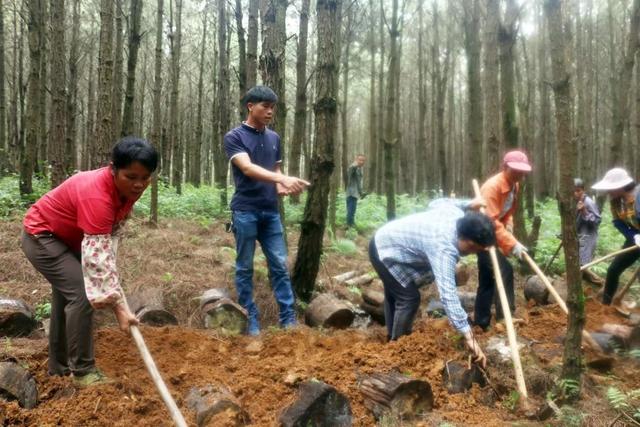 林下种灵芝：80后带领村民走上致富路