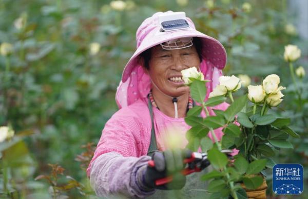 云南姚安：花卉产业助力乡村振兴