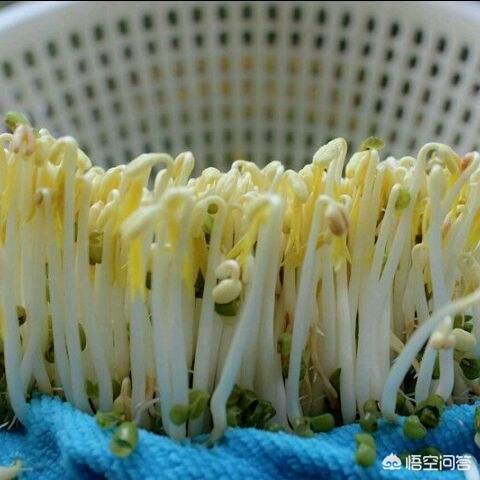 如何在家中种植豆芽菜？跟着学，你也可以的