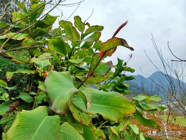 芭蕉芋别再浪费了，用正确的方法追喂猪两个月，育肥来的快