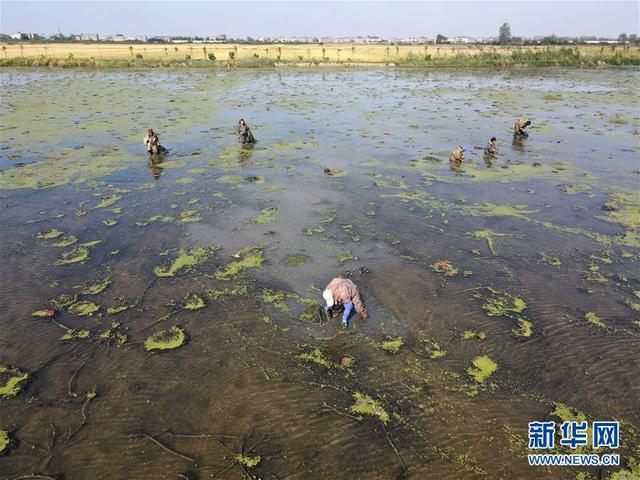 芡实种植助增收