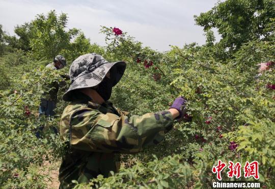 “中国玫瑰之乡”深度开发花产业 以花促旅农民增收