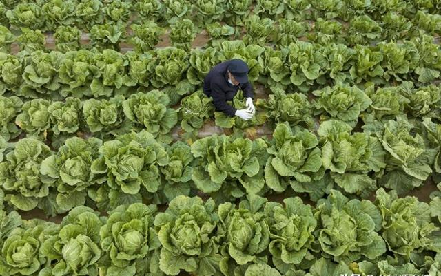 冬季蔬菜养殖小技巧，一看就懂！