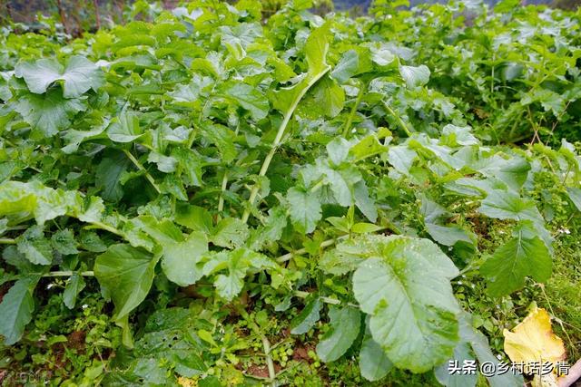 这几种蔬菜立秋前后种植正合适，要抓住时机和方法，不能蛮干