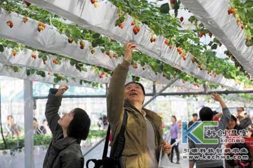 草莓无土栽培的模式