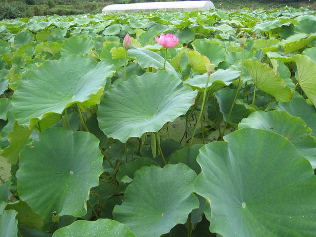 莲藕种植种植方法及病虫害管理