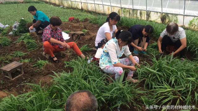 名贵药材白芨直播育苗技术，提高种子发芽成活率，发家致富好帮手