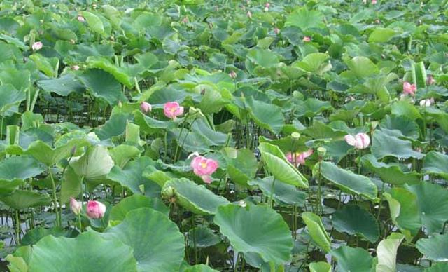 莲藕种植种植方法及病虫害管理