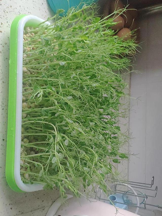 自己在家种芽苗菜(豌豆苗)，7天就可以收割，周期短循环种