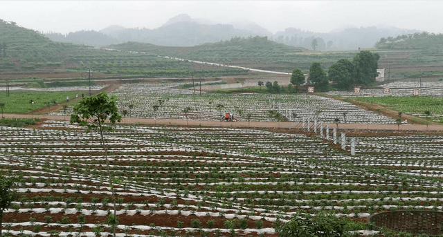 专家公布了最新农村耕地方案，10月务农种植可申请3项补助？须知