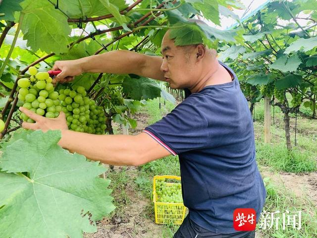 从门外汉到种植能手，鸿山这位葡萄种植达人有本“甜蜜经济”经