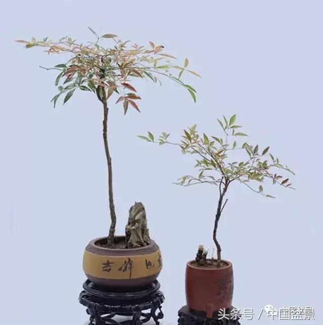 南天竹盆景欣赏与养护