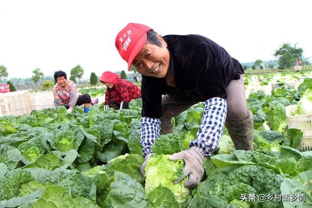 这几种蔬菜立秋前后种植正合适，要抓住时机和方法，不能蛮干