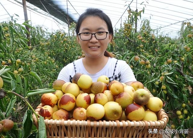 枣树开花结果少、落花落果多？学会这一招，满树大枣压枝头