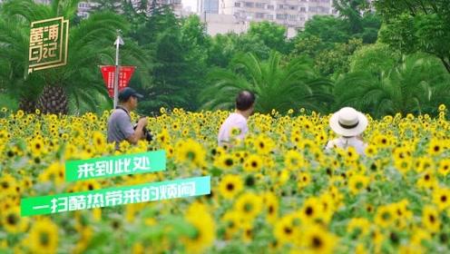 黄浦日记｜这个季节，赴一场盛夏的向日葵之约