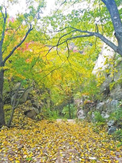 又到造林季，花卉苗木备好了吗？河南已培育乡土树种108个