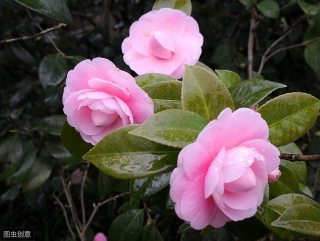 山茶种植——野生大山茶扦插繁育技术，培育美丽山茶