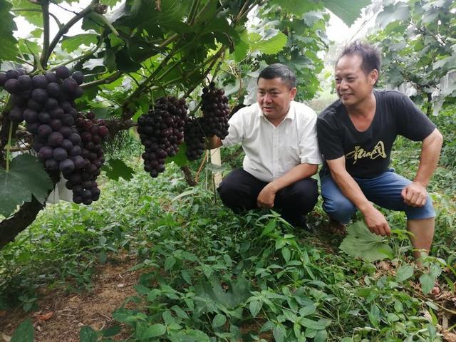 贵州玉屏：葡萄丰产正当时 供销助力找销路