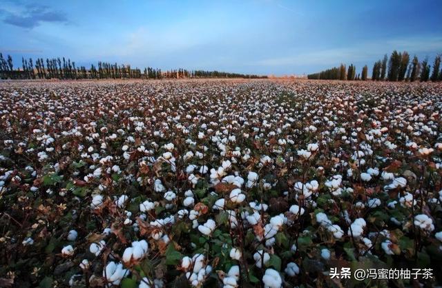 如何利用滴灌设施，实现高密度种植的棉花节本增效？