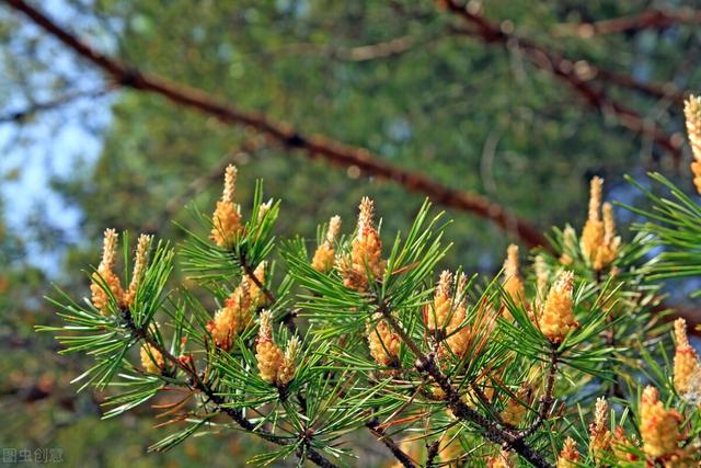 干货分享——杉木种植技术，及病虫害防治策略