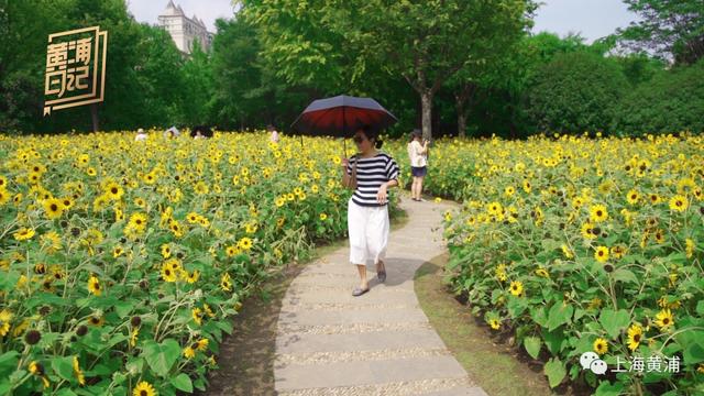 黄浦日记｜这个季节，赴一场盛夏的向日葵之约