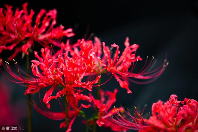 彼岸花的种植和养护