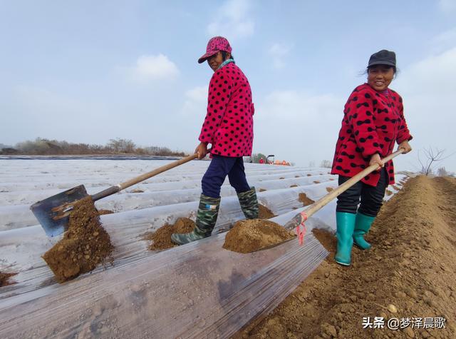 云梦菜农播种土豆忙