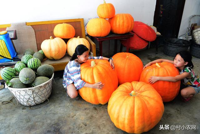 农村创业种地，你要会24节气农耕顺口溜，学会了种粮种菜不求人