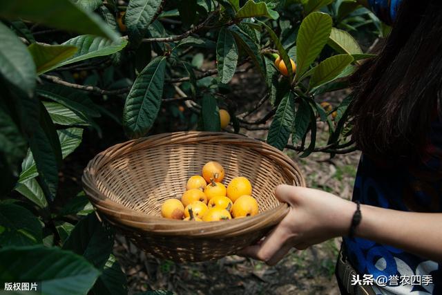 枇杷的种植技术，你知道多少？学会并不难