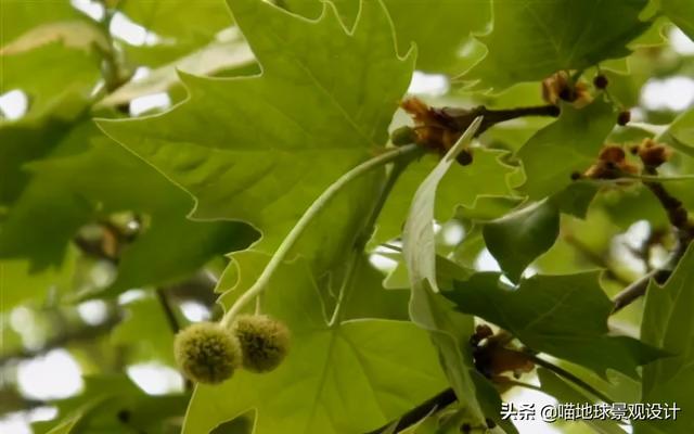 适合在海边种植的乔灌木，常见的耐盐碱植物