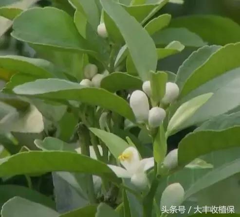 荔浦沙糖桔种植技术大全，含选苗技巧、修剪技术