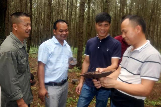 林下种灵芝：80后带领村民走上致富路