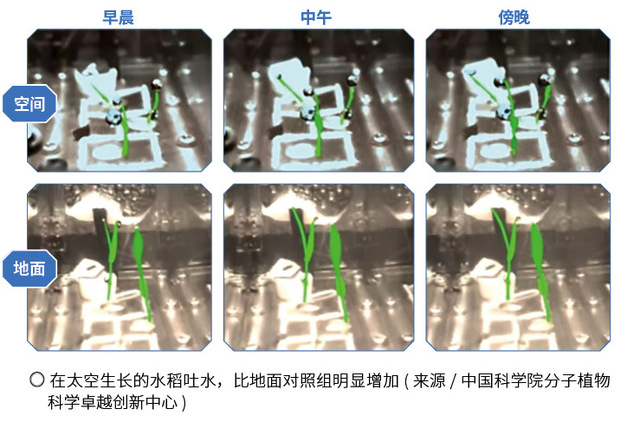 中国人的种菜天赋上天了！太空如何种水稻？