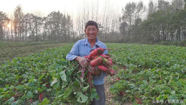 农村人热衷种冷门作物，让媳妇崇拜，邻居们表示不服气！