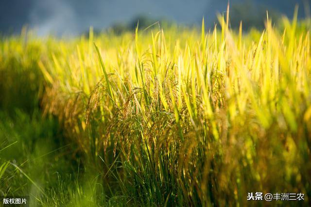 无公害水稻种植技术推广，科学种植是关键，种植致富方法要了解