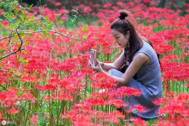 彼岸花的种植和养护