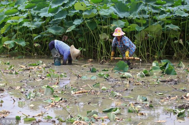 种植莲藕，如何施肥莲藕才能优质高产？你知道吗？