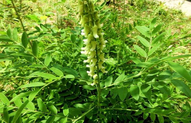 苦参种植技术 苦参种植时间及方法