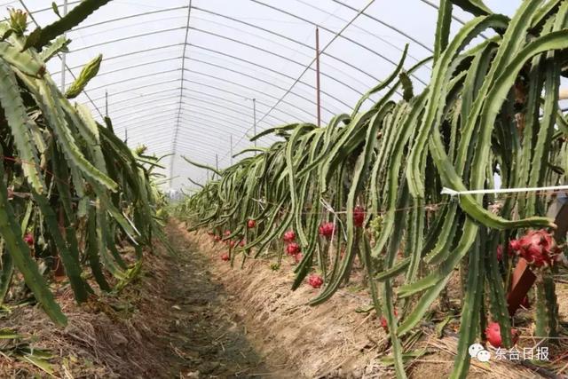 东台有个火龙果种植界的网红，你听说过吗？