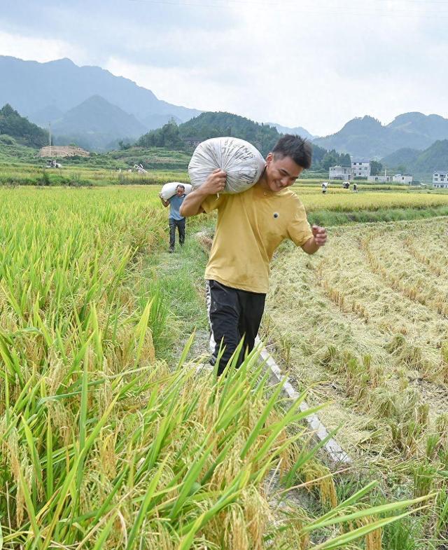 巨型稻在贵州成功种植，产量比普通水稻高出一倍，何时向全国推广