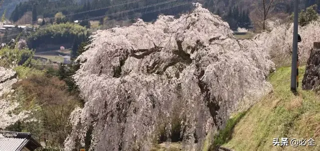 边坡种树大有讲究，这些你得了解