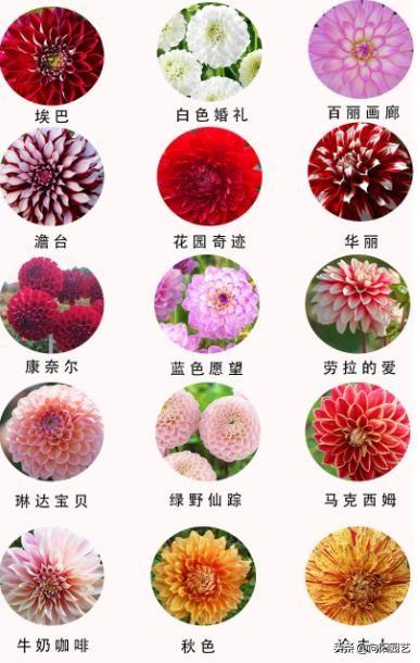 适合农村种的地瓜花，15个品种，花色各异，花期能开150天