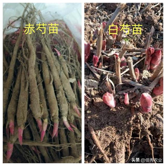 中药材芍药涨价，农民分不清白芍和赤芍，盲目种植会影响效益吗