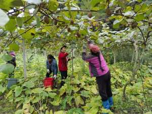 四川山区适合种植什么(广元朝天区：猕猴桃林下套种中药材 一地两用“双丰收”)