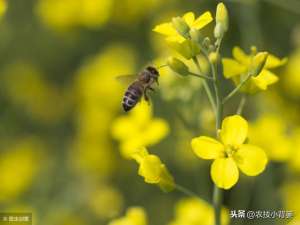 荠菜的种植(油菜种植要想长势壮、产量高、品质好，这些种植管理方法不可少)